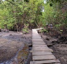 mediaitem/vervuild_en_verdroogd_mangrovebos_Suape